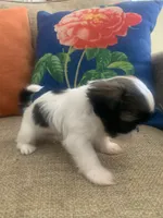 Wookie, a male Shih Tzu for sale in Los Angeles, CA – 4 of 4