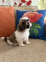 Teddy, a male Shih Tzu for sale in Los Angeles, CA – 2 of 5