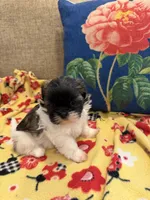 Bella, a female Shih Tzu for sale in Los Angeles, CA – 5 of 5