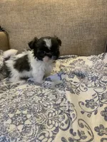 Gigi, a female Shih Tzu for sale in Bakersfield, CA – Photo 4 of 4