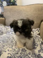 Gigi, a female Shih Tzu for sale in Bakersfield, CA – Photo 1 of 4