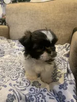 Gigi, a female Shih Tzu for sale in Bakersfield, CA – Photo 2 of 4