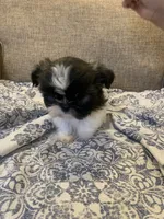Gigi, a female Shih Tzu for sale in Bakersfield, CA – Photo 3 of 4