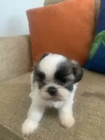 Pookie, a male Shih Tzu for sale in Los Angeles, CA – 3 of 4
