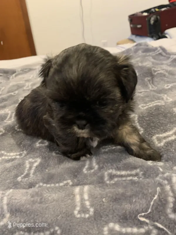 Bosco – Shih Tzu puppy for sale in Bakersfield, CA
