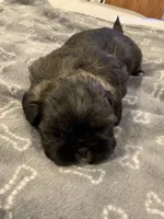 Bosco, a male Shih Tzu for sale in Bakersfield, CA – Photo 2 of 4