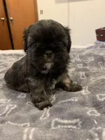 Bosco, a male Shih Tzu for sale in Bakersfield, CA – Photo 4 of 4