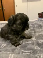 Bosco, a male Shih Tzu for sale in Bakersfield, CA – Photo 3 of 4