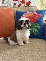 Teddy, a male Shih Tzu for sale in Los Angeles, CA – 4 of 5