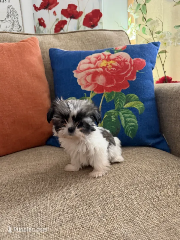 Dot – Shih Tzu puppy for sale in Los Angeles, CA