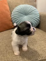 Dot, a female Shih Tzu for sale in Los Angeles, CA – 3 of 4
