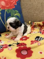 Bandit, a male Shih Tzu for sale in Los Angeles, CA – 4 of 6