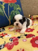 Bandit, a male Shih Tzu for sale in Los Angeles, CA – 6 of 6