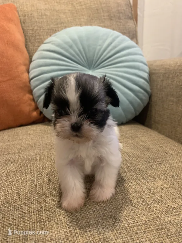 Dot – Shih Tzu puppy for sale in Los Angeles, CA