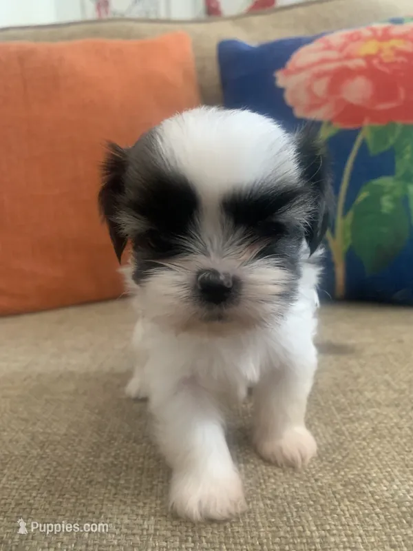 Wookie – Shih Tzu puppy for sale in Los Angeles, CA