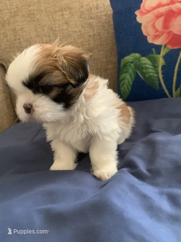 Kiki – Shih Tzu puppy for sale in Bakersfield, CA