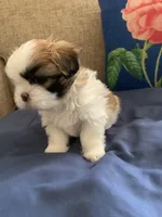 Kiki, a female Shih Tzu for sale in Bakersfield, CA – 1 of 4