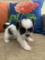 Wookie, a male Shih Tzu for sale in Los Angeles, CA – 2 of 4