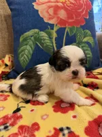 Bianca, a female Shih Tzu for sale in Los Angeles, CA – 2 of 5