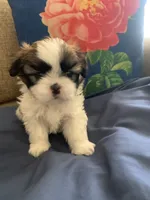 Kloe, a female Shih Tzu for sale in Bakersfield, CA – 1 of 4