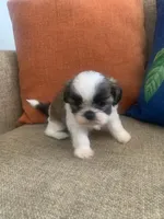 Pookie, a male Shih Tzu for sale in Los Angeles, CA – 2 of 4
