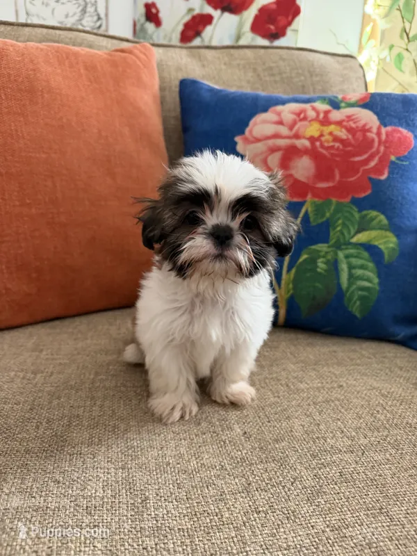 Teddy – Shih Tzu puppy for sale in Los Angeles, CA