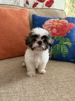 Teddy, a male Shih Tzu for sale in Los Angeles, CA – 1 of 5