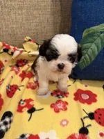 Bianca, a female Shih Tzu for sale in Los Angeles, CA – 1 of 5