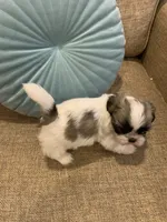 Maisy, a female Shih Tzu for sale in Los Angeles, CA – 2 of 3