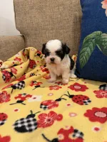 Bianca, a female Shih Tzu for sale in Los Angeles, CA – 5 of 5
