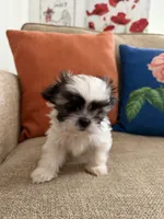 Toby, a male Shih Tzu for sale in Los Angeles, CA – 1 of 8