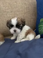 Kloe, a female Shih Tzu for sale in Bakersfield, CA – 4 of 4