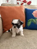 Toby, a male Shih Tzu for sale in Los Angeles, CA – 8 of 8