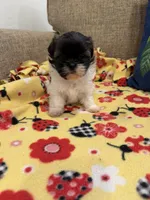 Bella, a female Shih Tzu for sale in Los Angeles, CA – 2 of 5