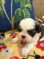 Bandit, a male Shih Tzu for sale in Los Angeles, CA – 3 of 6