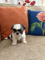 Toby, a male Shih Tzu for sale in Los Angeles, CA – 7 of 8