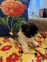 Bella, a female Shih Tzu for sale in Los Angeles, CA – 3 of 5