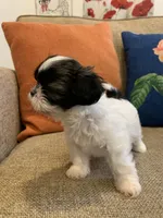 Penny, a female Shih Tzu for sale in Victorville, CA – 4 of 6