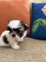 Toby, a male Shih Tzu for sale in Los Angeles, CA – 2 of 8