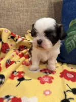 Bianca, a female Shih Tzu for sale in Los Angeles, CA – 4 of 5