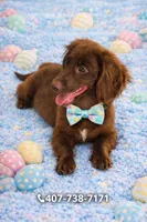 Scooby , a male Miniature Dachshund for sale in Saint Cloud, FL – Photo 2 of 2