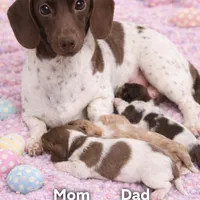 Mocha , a male Miniature Dachshund for sale in Saint Cloud, FL – Photo 1 of 6