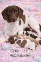 Scooby , a male Miniature Dachshund for sale in Saint Cloud, FL – Photo 1 of 2