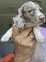 Lola, a female Miniature Dachshund for sale in Saint Cloud, FL – Photo 2 of 10