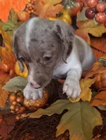 Lola, a female Miniature Dachshund for sale in Saint Cloud, FL – Photo 8 of 10