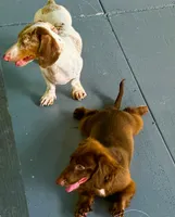 Lola, a female Miniature Dachshund for sale in Saint Cloud, FL – Photo 5 of 10