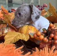 Lola, a female Miniature Dachshund for sale in Saint Cloud, FL – Photo 3 of 10