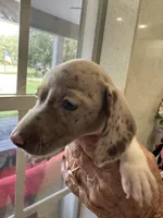 Lola, a female Miniature Dachshund for sale in Saint Cloud, FL – Photo 7 of 10