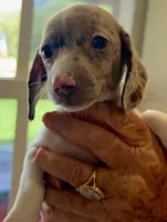 Lola, a female Miniature Dachshund for sale in Saint Cloud, FL – Photo 6 of 10