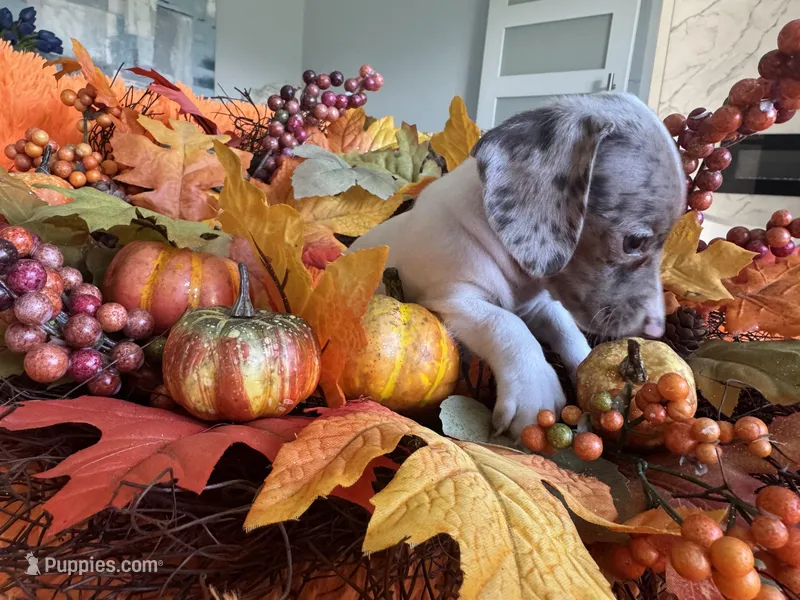 Lola, a female Miniature Dachshund for sale in Saint Cloud, FL – Photo 1 of 10